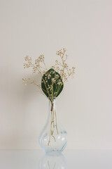 gypsophila.green leaf and branch in a vase on a white background.branch in a vase .flowers in a vase on a white background.Decoration.vase and flowers.leaf in a vase