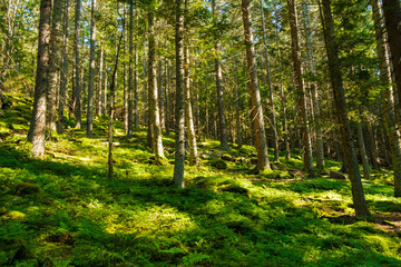 Fototapeta na wymiar Forest with bright sun shining through the trees covered with green moss. 
