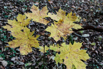 maple leaves on the ground