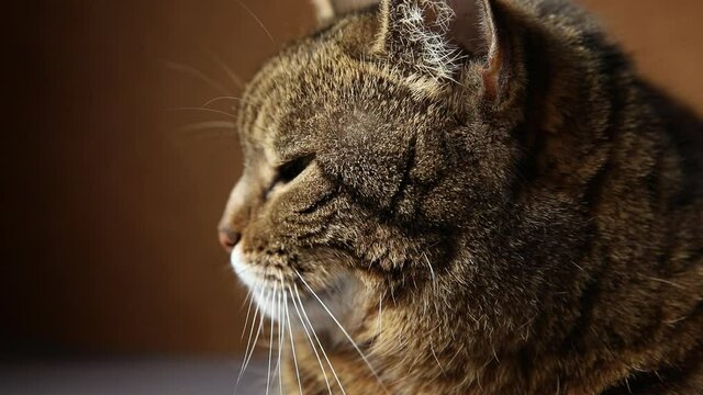 Funny portrait arrogant short-haired domestic tabby cat posing on dark brown background. Little kitten playing resting at home indoor. Pet care and animal life concept