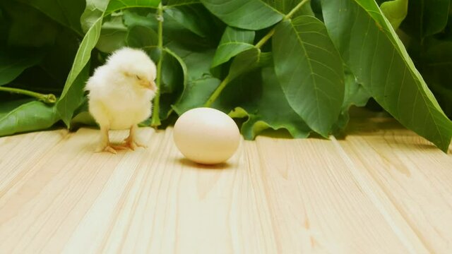 Little, cute, yellow, newborn chick and chicken egg on the background of plants. Close-up.
