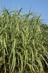 Arundo donax variegata