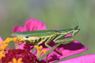 praying mantis on a flower