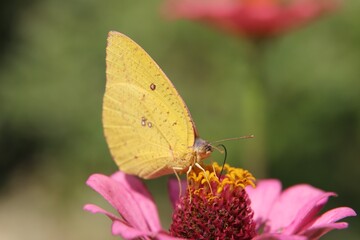 butterfly on flower