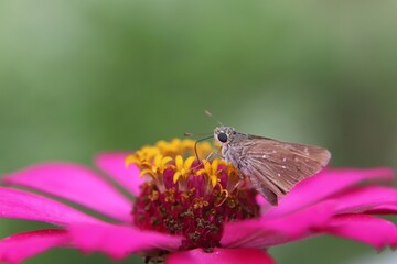 butterfly on flower