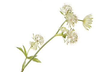 Inflorescence of white flowers Astrantia isolated on white background.