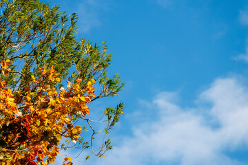 Vibrant Autumn leaves on tree branches against a backdrop of deep blue sky,England,UK.