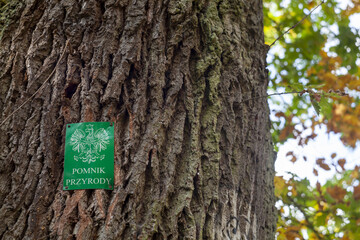 pomnik przyrody - drzewo pod prawną ochroną  - obrazy, fototapety, plakaty