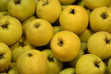  Yellow ripe fresh cydonia fruits appleshape closeup, quince fruits background.