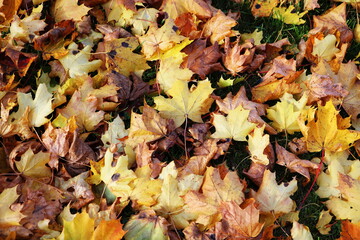 Autumn leaves background. Colorful backround image of fallen autumn leaves perfect for seasonal use.