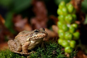 Grenouille verte, Pelophylax sp.