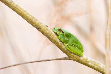Rainette méridionale, Rana meridionalis