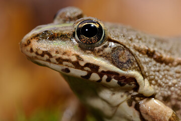 Grenouille verte, Pelophylax sp.