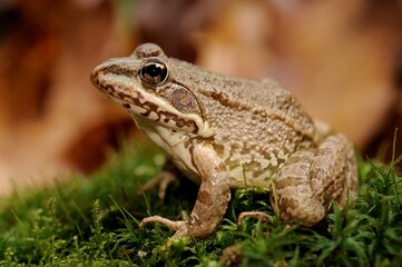 Grenouille verte, Pelophylax sp.