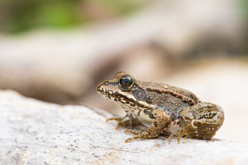 Grenouille verte, Pelophylax sp.