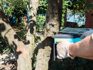 peasant saws a quince tree trunk with a electric chain saw in backyard on sunny day