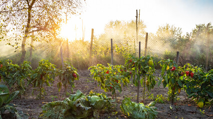 panoramic view of bell pepper bushes tied to wooden stakes and illuminated by sun rays in home garden in autumn sunset - obrazy, fototapety, plakaty