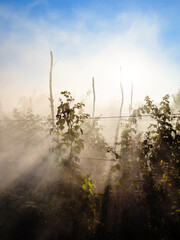 sun rays lit smoke from burning plants over raspberry bushes in home garden in autumn twilight