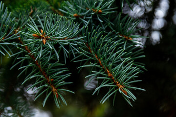 Naklejka na ściany i meble Fluffy Fir branch in close up. The concept of Christmas. Space for text.