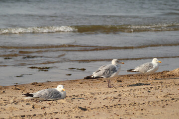 European herring gull (Larus argentatus)