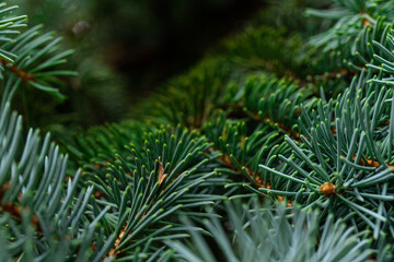 Fluffy Fir branch in close up. The concept of Christmas. Space for text.