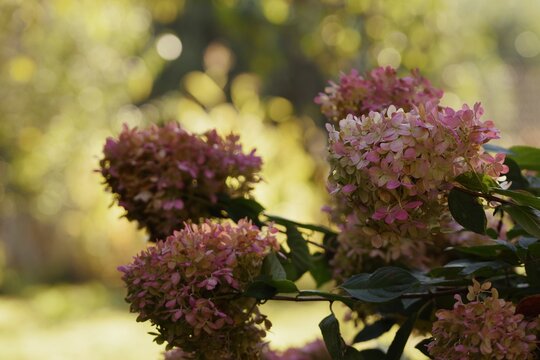 Autumn colors of panicled hydrangea flowers, hydrangeas on background of sunny morning garden.