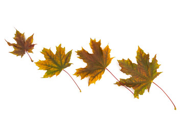 Colored autumn maple leaves on a white background.