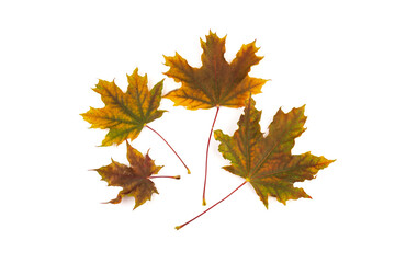 Colored autumn maple leaves on a white background.