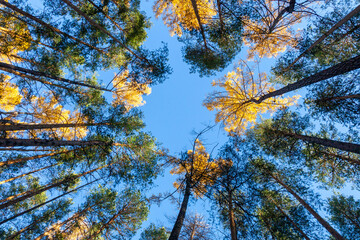 Autumn green and yellow trees against a blue sky. Autumn background. Low angle view trees forest