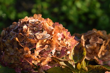 Hydrangeas overfrosted flowers in morning sunlight, autumn in garden.