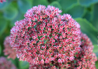 original autumn flower in the city park