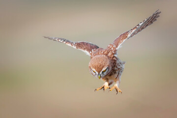 Flying owl. Nature background.  Little Owl. Athene noctua.
