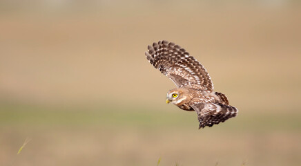 Flying owl. Nature background.  Little Owl. Athene noctua.