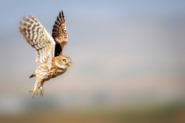 Flying owl. Nature background.  Little Owl. Athene noctua.