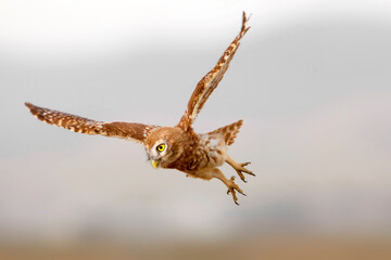 Flying owl. Nature background.  Little Owl. Athene noctua.
