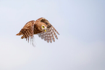 Flying owl. Nature background.  Little Owl. Athene noctua.