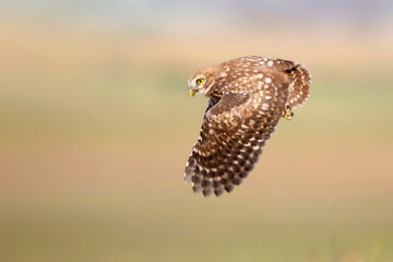 Flying owl. Nature background.  Little Owl. Athene noctua.