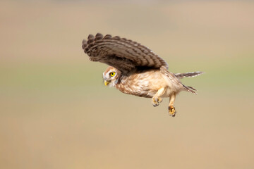 Flying owl. Nature background.  Little Owl. Athene noctua.
