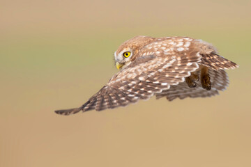 Flying owl. Nature background.  Little Owl. Athene noctua.