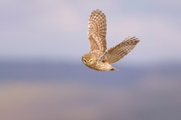 Flying owl. Nature background.  Little Owl. Athene noctua.