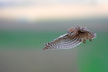 Flying owl. Nature background.  Little Owl. Athene noctua.