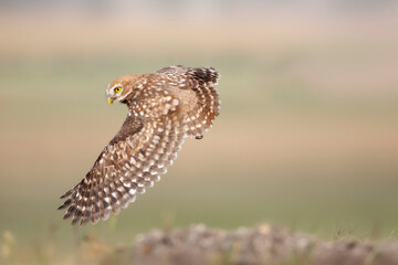 Flying owl. Nature background.  Little Owl. Athene noctua.