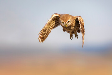 Flying owl. Nature background.  Little Owl. Athene noctua.
