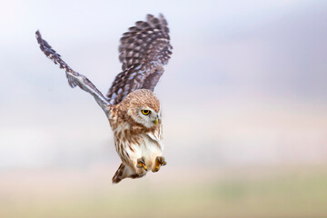 Flying owl. Nature background.  Little Owl. Athene noctua.