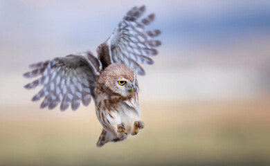 Flying owl. Nature background.  Little Owl. Athene noctua.