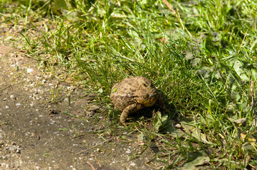 Closeup of a fat brown frog in the grass