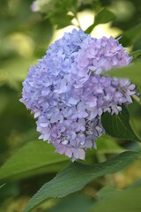 flowers in the garden