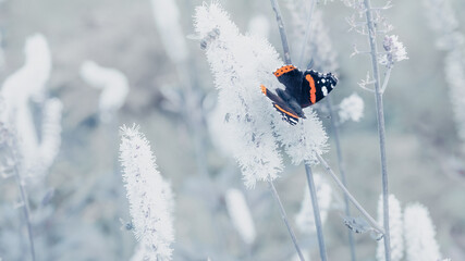 Red Admiral Butterfly Against White Flowers
