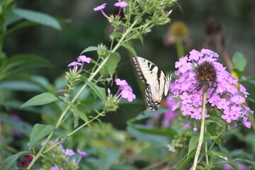 butterfly on a flower