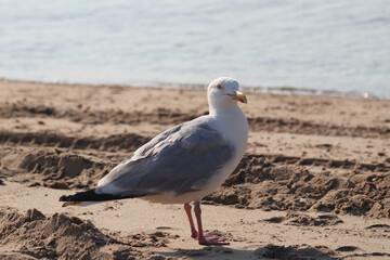 European herring gull (Larus argentatus)